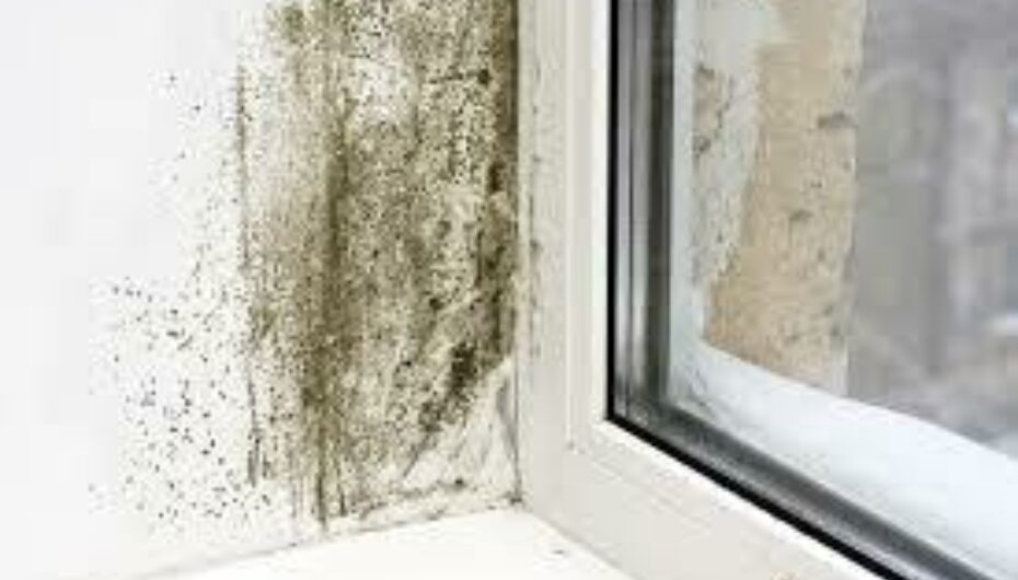 Awaab’s Law: What Private Landlords and Letting Agents Must Know News Post Image