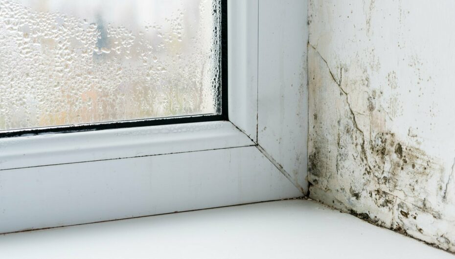 Legal standards on damp and mould in rented homes News Post Image