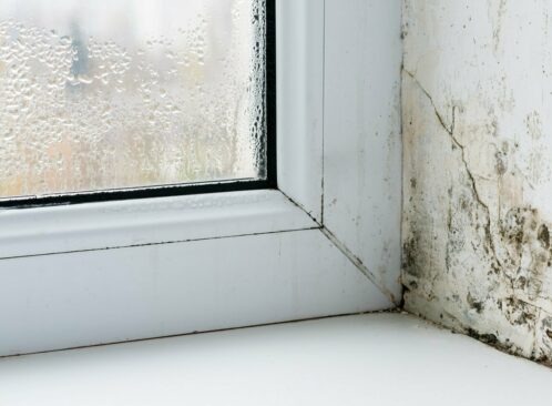 Legal standards on damp and mould in rented homes image