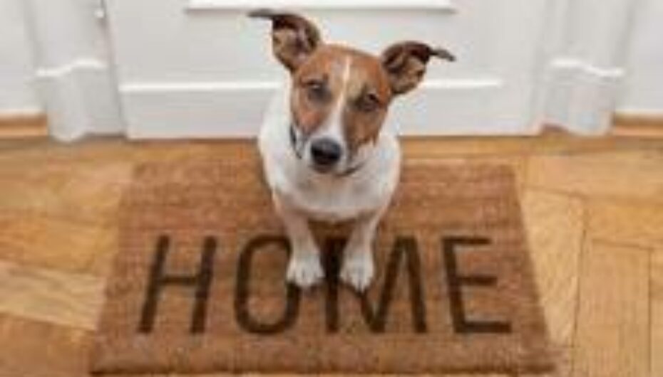 Pet Deposits Back on the Table? What Landlords Need to Know About the Renters' Rights Bill News Post Image
