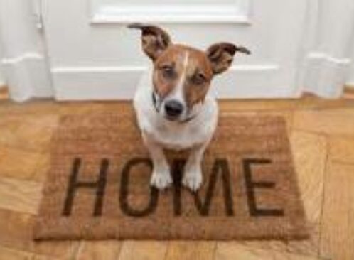 Pet Deposits Back on the Table? What Landlords Need to Know About the Renters' Rights Bill image
