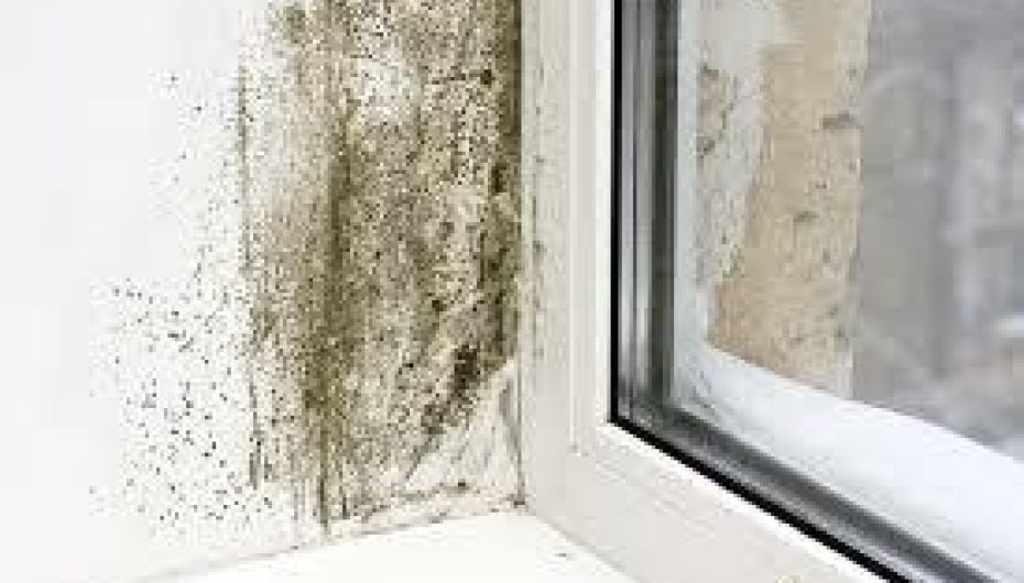 Awaab’s Law: What Private Landlords and Letting Agents Must Know News Post Image